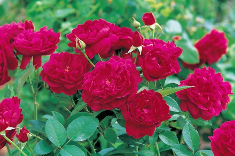 Rose 'Darcey Bussel', Rosa 'Darcey Bussel', English Rose 'Darcey Bussel', David Austin Roses, English Roses, Shrub roses, red roses, Rose bushes, Garden Roses