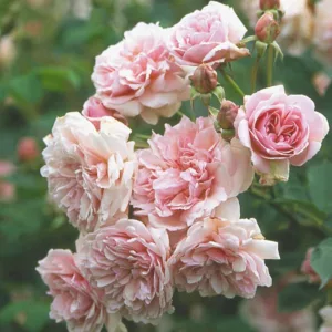 Rosa Felicia, Rose Felicia, Hybrid musk Rose Felicia, David austin rose, Reverend Pemberton Roses, agm roses, Fragrant roses., Shrub roses, pink roses, Climbing Roses, fragrant roses
