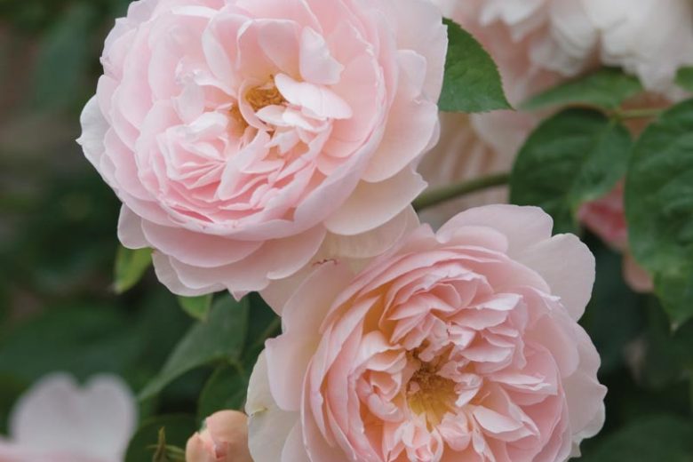 Rose Gentle Hermione, Rosa Gentle Hermione, English Rose Gentle Hermione, David Austin Roses, English Roses, Rose Bushes, very fragrant roses, Garden Roses
