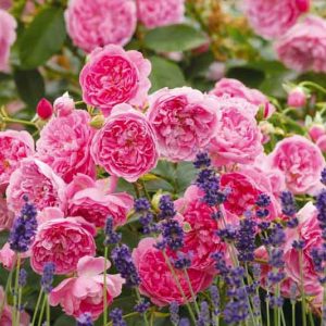 Rose Harlow Carr, Rosa 'Harlow Carr', English Rose 'Harlow Carr', David Austin Roses, English Roses, English Rose, Shrub roses, Rose Bushes, Garden Roses, pink roses