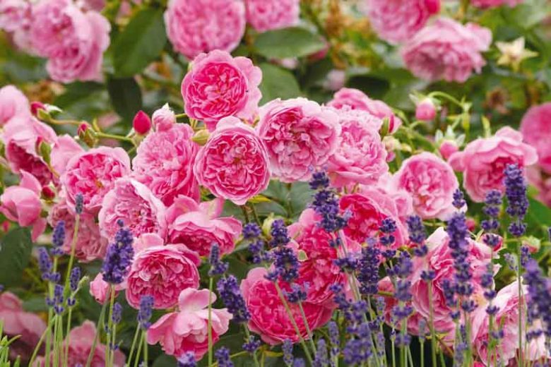 Rose Harlow Carr, Rosa 'Harlow Carr', English Rose 'Harlow Carr', David Austin Roses, English Roses, English Rose, Shrub roses, Rose Bushes, Garden Roses, pink roses