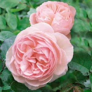 Rose 'Heritage', Ausblush, Rosa 'Heritage', English Rose 'Heritage', David Austin Roses, English Roses, Climbing Roses, Shrub Roses, Pink roses, Very fragrant roses, Fragrant roses