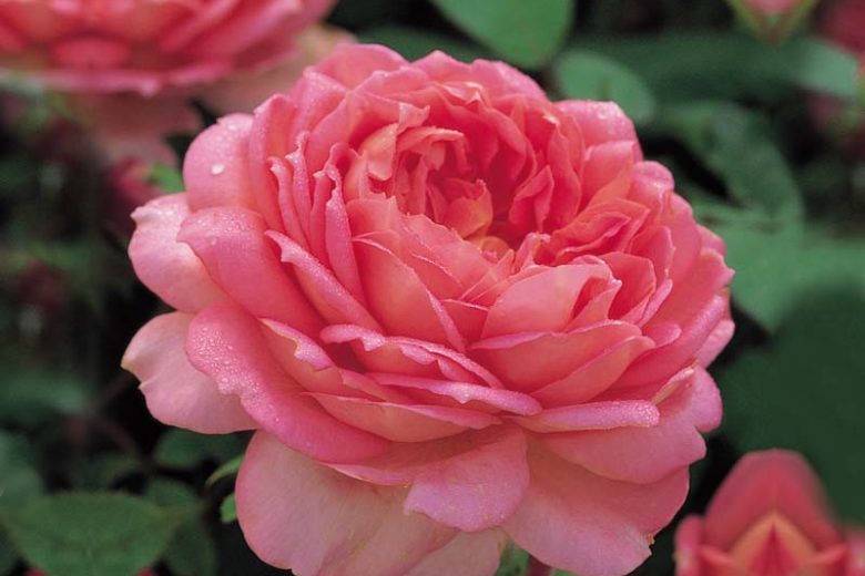 Rose Jubilee Celebration, Rosa Jubilee Celebration, English Rose Jubilee Celebration, David Austin Roses, English Roses, English Rose, Shrub roses, Rose Bushes, Garden Roses, pink roses