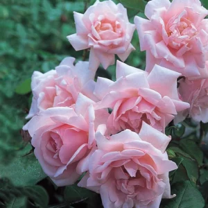 Rose New Dawn, Rosa New Dawn, David Austin Roses, English Roses, Pink roses, climbing roses, very fragrant roses, Favorite roses, AGM Roses