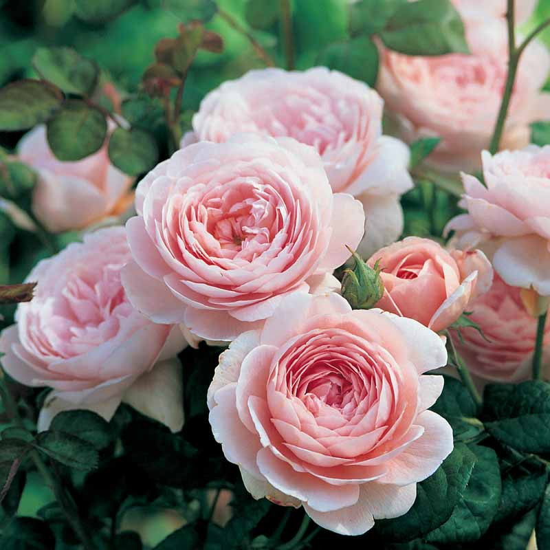 https://www.gardenia.net/wp-content/uploads/2023/05/rose-queen-of-sweden-austiger.webp
