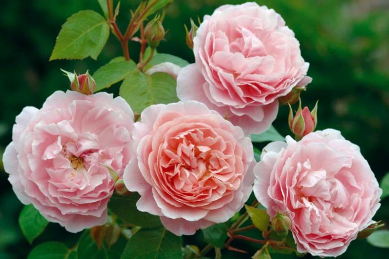 Rose Strawberry Hill, Rosa 'Strawberry Hill', English Rose 'Strawberry Hill', David Austin Roses, English Roses, Pink roses, shrub roses, Rose Bushes, Garden Roses, very fragrant roses, Favorite roses