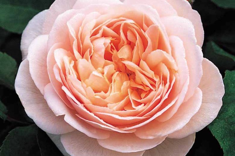 Rosa Sweet Juliet, Rosa Sweet Juliet, English Rose Sweet Juliet, David Austin Rose, English Rose, Fragrant roses, Shrub roses, orange roses, apricot roses