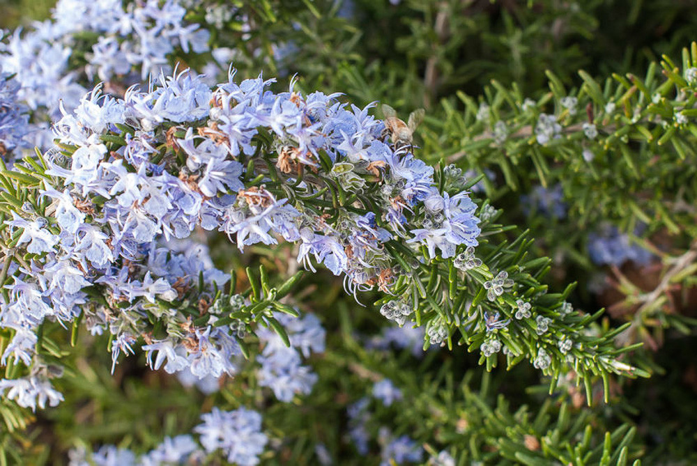 Rosmarinus officinalis Prostratus Group (Creeping Rosemary)