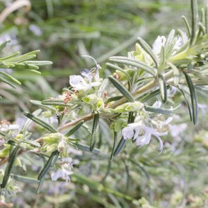 Rosmarinus Officinalis 'Albus',  Albus Rosemary, White Rosemary, Rosemary 'Albus', Salvia rosmarinus 'Albus', , fragrant shrub, fragrant herb, Mediterranean Plant, Perennial Shrub