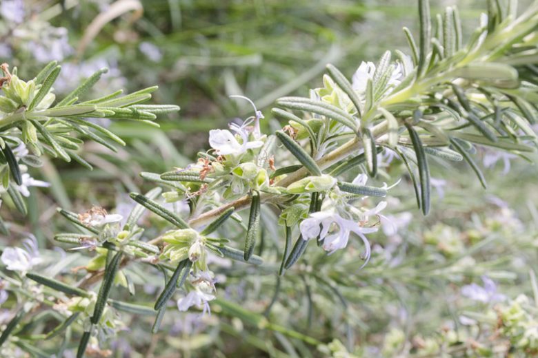 Rosmarinus Officinalis 'Albus',  Albus Rosemary, White Rosemary, Rosemary 'Albus', Salvia rosmarinus 'Albus', , fragrant shrub, fragrant herb, Mediterranean Plant, Perennial Shrub