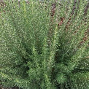 Rosmarinus Officinalis 'Arp', Arp Rosemary, Rosemary 'Arp', Salvia rosmarinus 'Arp',  fragrant shrub, fragrant herb, Mediterranean Plant, Perennial Shrub