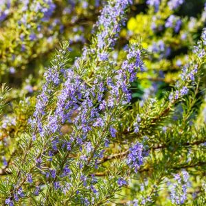 Rosmarinus Officinalis 'Benenden Blue',  Benenden Blue Rosemary, Rosemary 'Benenden Blue', Salvia rosmarinus 'Benenden Blue', fragrant shrub, fragrant herb, Mediterranean Plant, Perennial Shrub