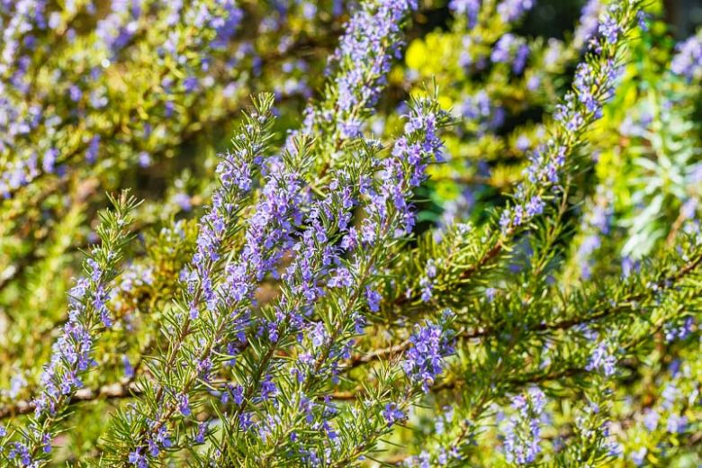 Rosmarinus Officinalis 'Benenden Blue',  Benenden Blue Rosemary, Rosemary 'Benenden Blue', Salvia rosmarinus 'Benenden Blue', fragrant shrub, fragrant herb, Mediterranean Plant, Perennial Shrub