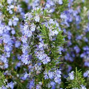 Rosmarinus Officinalis 'Tuscan Blue',  Tuscan Blue Rosemary, Rosemary 'Tuscan Blue', Rosmarinus officinalis 'Tuscany Blue', fragrant shrub, fragrant herb, Mediterranean Plant, Perennial Shrub
