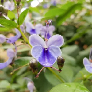 Rotheca myricoides 'Ugandense',Butterfly Bush 'Ugandense', Clerodendrum myricoides 'Ugandense', Clerodendrum ugandense, Evergreen Shrubs, Blue flowers