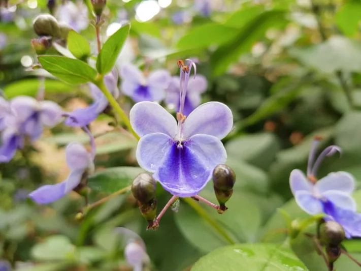 Rotheca myricoides 'Ugandense',Butterfly Bush 'Ugandense', Clerodendrum myricoides 'Ugandense', Clerodendrum ugandense, Evergreen Shrubs, Blue flowers