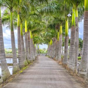Roystonea regia, Florida Royal Palm, Palma elata, Roystonea elata, Roystonea floridana, Ntive Florida Palm, Native Florida Tree