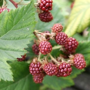 Rubus canadensis, Smooth Blackberry, American Dewberry, Blackberry, Dewberry, Smooth Blackberry, Thornless Blackberry, Black Berries, Fruiting Shrub