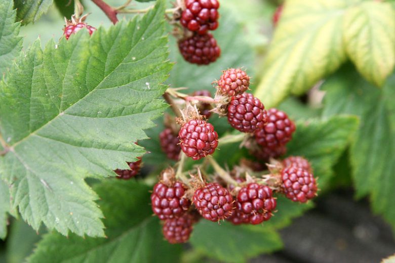 Rubus canadensis, Smooth Blackberry, American Dewberry, Blackberry, Dewberry, Smooth Blackberry, Thornless Blackberry, Black Berries, Fruiting Shrub