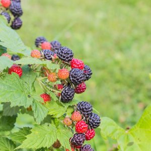 Rubus occidentalis, Black Raspberry, Thimbleberry, Rubus occidentalis var. pallidus, Black Berries, Fruiting Shrub
