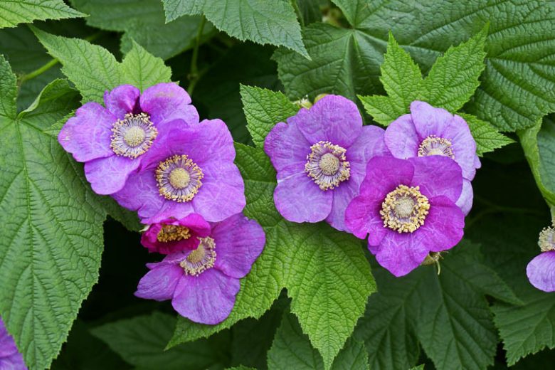 Rubus odoratus, Purple-flowering Raspberry, Thimbleberry, Flowering Raspberry, Sweet-Scented Bramble