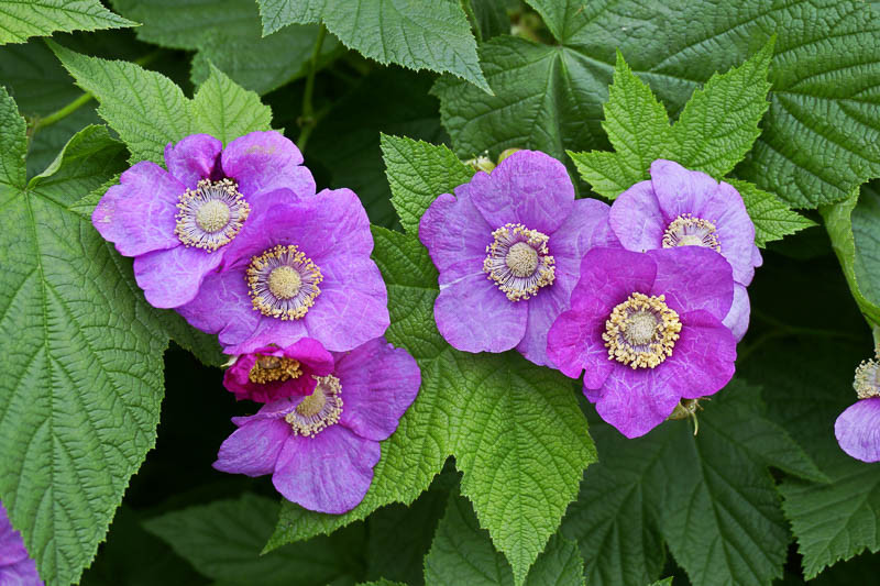 Rubus odoratus (Flowering Raspberry)