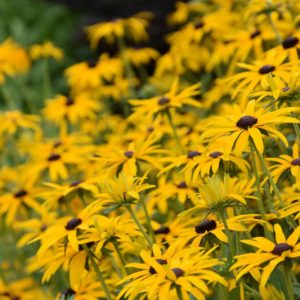 Rudbeckia fulgida var. deamii, Black-Eyed Susan, Deam's Coneflower, Rudbeckia deamii, late summer perennial, golden flowers, yellow perennial