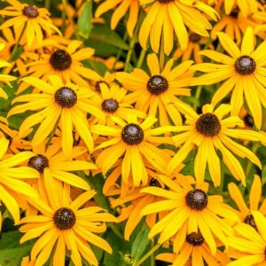 Rudbeckia fulgida var. speciosa, Black-Eyed Susan, Showy Black-Eyed Susan, Orange Coneflower, Newman's Coneflower, late summer perennial, golden flowers, yellow perennial