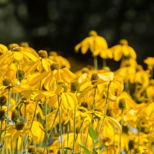 Rudbeckia grandiflora, Rough Coneflower, Tall Coneflower, Largeflower Coneflower, Yellow Flowers