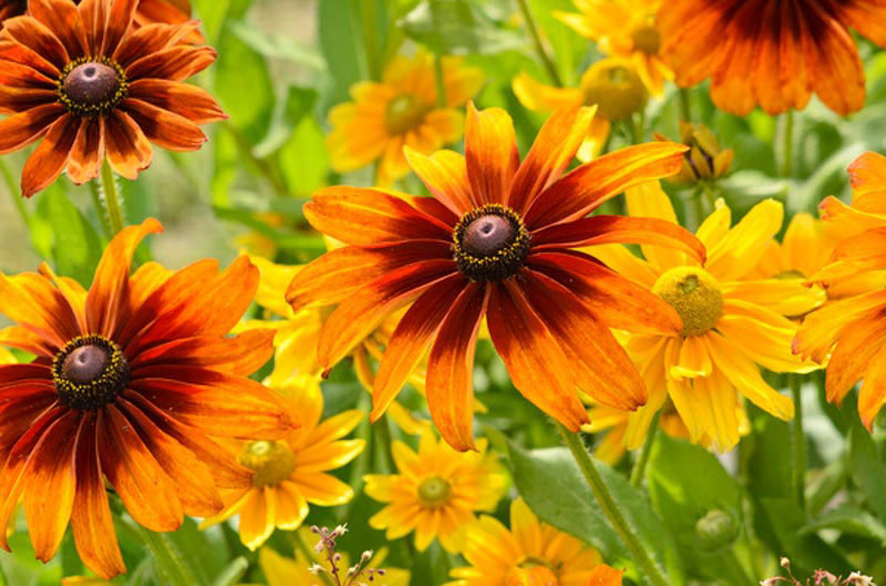 Best Full Sun Perennials for USDA Zone 7