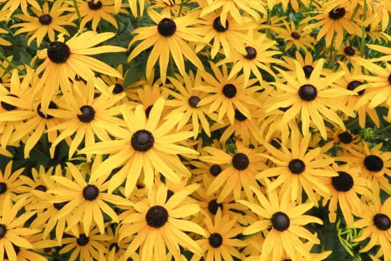 Rudbeckia subtomentosa, Sweet Coneflower, Sweet Black-Eyed Susan, late summer perennial, golden flowers, yellow perennial