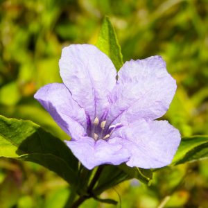 Ruellia caroliniensis, Carolina Wild Petunia, Wild Petunia, Lavender flowers, Lilac Flowers, Purple Flowers