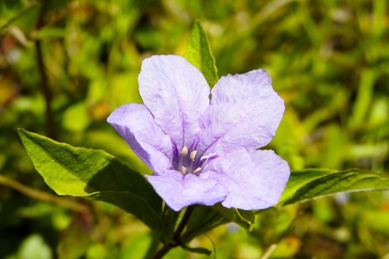 Ruellia caroliniensis, Carolina Wild Petunia, Wild Petunia, Lavender flowers, Lilac Flowers, Purple Flowers