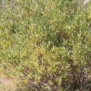 Salix exigua, Coyote Willow, Narrow-leaf Willow, Narrowleaf Willow, Sandbar Willow, Salix argophylla, Salix columbiana,