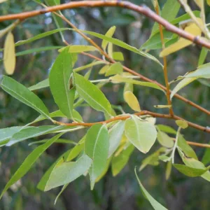 Salix lasiandra, Shining Willow, Salix lucida, Evergreen Shrub, California Native Shrub, Shade Shrub