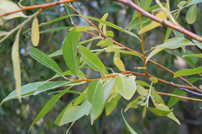 Salix lasiandra, Shining Willow, Salix lucida, Evergreen Shrub, California Native Shrub, Shade Shrub