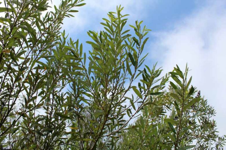 Salix lasiolepis, Arroyo Willow