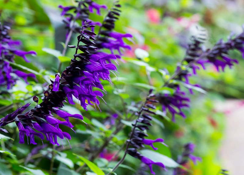 Salvia 'Amistad' (Friendship Sage), royal purple flowers, hummingbird plant, long blooming salvia, tender perennial for borders and containers