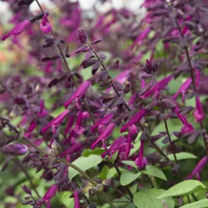 Salvia Love And Wishes, Sage Love And Wishes, Purple salvia, Purple sage, Pink sage, Pink salvia, evergreen salvia, evergreen sage