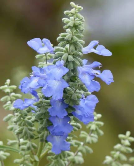 Salvia azurea, Pitcher Sage, Big Blue Sage, Azure Sage, Giant Blue Sage, Blue Sage, Blue perennial, Blue Flowers