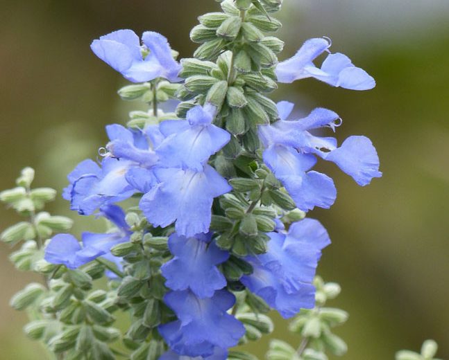 Salvia azurea, Pitcher Sage, Big Blue Sage, Azure Sage, Giant Blue Sage, Blue Sage, Blue perennial, Blue Flowers
