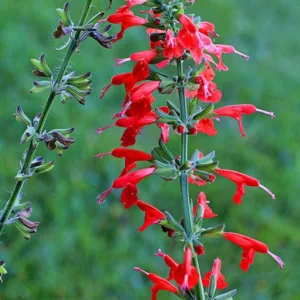 Salvia coccinea, Scarlet Sage, Tropical Sage, Blood Sage, Red Sage, Indian Fire, Red Sage, Native Sage