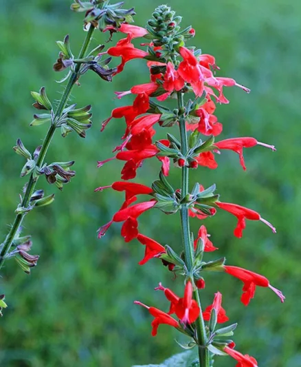Salvia coccinea, Scarlet Sage, Tropical Sage, Blood Sage, Red Sage, Indian Fire, Red Sage, Native Sage