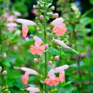 Salvia coccinea 'Coral Nymph', Scarlet Sage 'Coral Nymph', Texas sage 'Coral Nymph', Tropical sage 'Coral Nymph', Blood sage 'Coral Nymph', Hummingbird sage 'Coral Nymph', Hummingbird Series