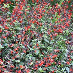 Salvia coccinea 'Forest Fire', Scarlet Sage 'Forest Fire', Texas sage 'Forest Fire', Tropical sage 'Forest Fire', Blood sage 'Forest Fire', Hummingbird sage 'Forest Fire', Hummingbird Series