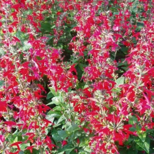 Salvia coccinea 'Lady in Red', Scarlet Sage 'Lady in Red', Texas sage 'Lady in Red', Tropical sage 'Lady in Red', Blood sage 'Lady in Red', Hummingbird sage 'Lady in Red', Hummingbird Series