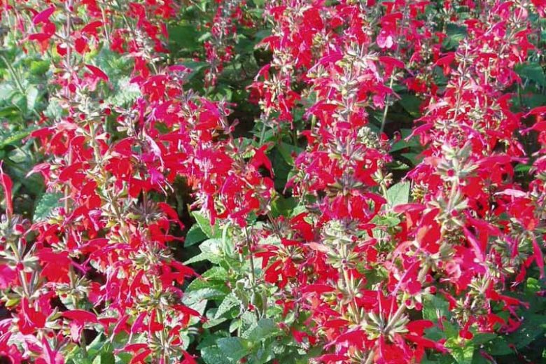 Salvia coccinea 'Lady in Red', Scarlet Sage 'Lady in Red', Texas sage 'Lady in Red', Tropical sage 'Lady in Red', Blood sage 'Lady in Red', Hummingbird sage 'Lady in Red', Hummingbird Series