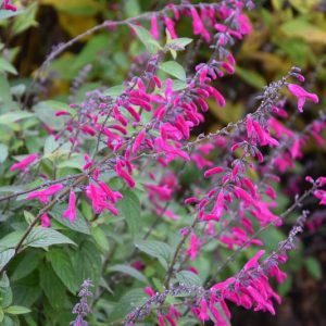 Salvia curviflora, Tehuacan Sage, Purple salvia, Purple sage, Pink sage, Pink salvia, evergreen salvia, evergreen sage