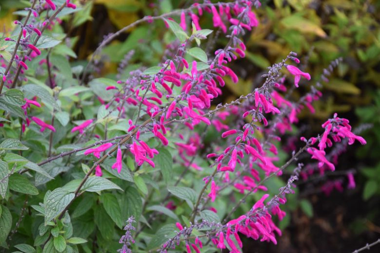 Salvia curviflora, Tehuacan Sage, Purple salvia, Purple sage, Pink sage, Pink salvia, evergreen salvia, evergreen sage