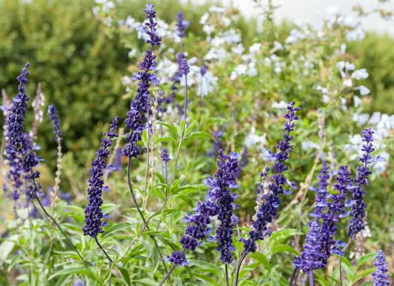 Salvia farinacea Blue Bedder information, Blue Bedder Mealycup Sage information, Mealy cup sage Blue Bedder information, Salvia farinacea Blue Bedder, Blue Bedder salvia